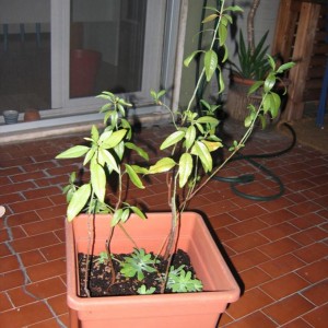 Prunus dulcis (Mandorlo)