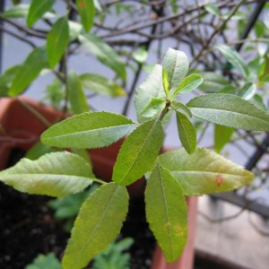 Prunus dulcis (Mandorlo)