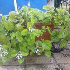 plectranthus