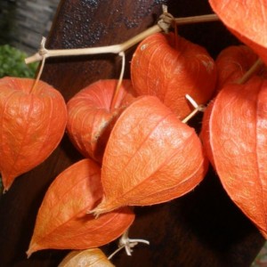 physalis