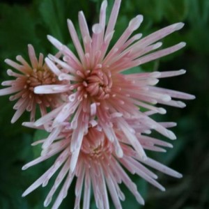 Crisantemo