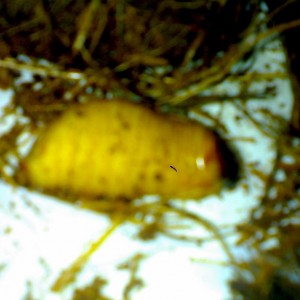 larva