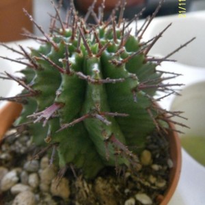 euphorbia horrida