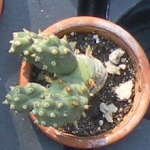 tephrocactus articulatus