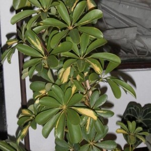 schefflera