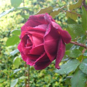 Rosa rosso porpora