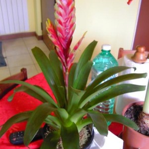 Guzmania