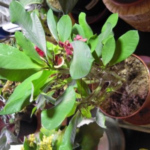 Euphorbia Milii Vulcanus