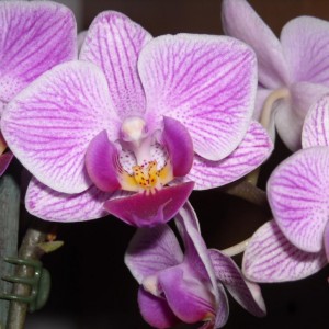 Ibrido di Phalenopsis