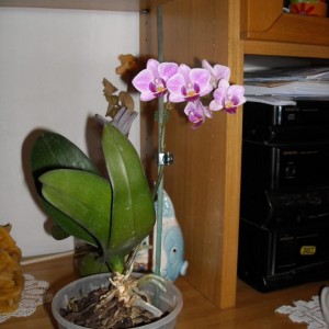 Ibrido di Phalenopsis