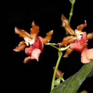 Oncidium Twinkle Red Fantasy