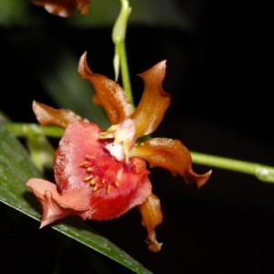 Oncidium Twinkle Red Fantasy