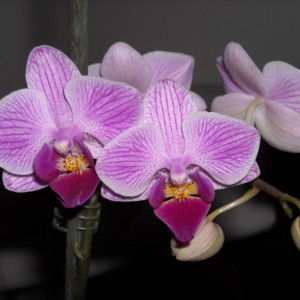 Ibrido di Phalenopsis