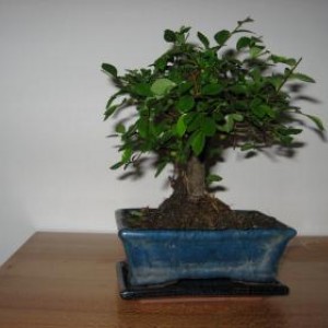 Zelkova