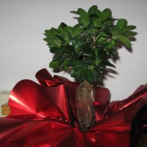 ficus ginseng appena comprato