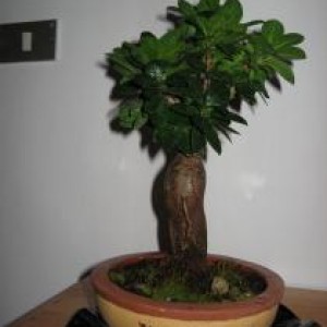 ficus ginseng