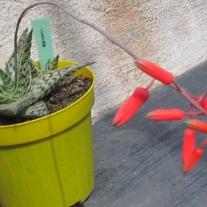 aloe rahuii doran black