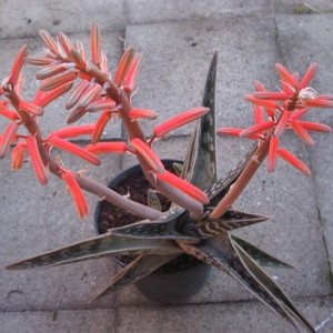 aloe variegata