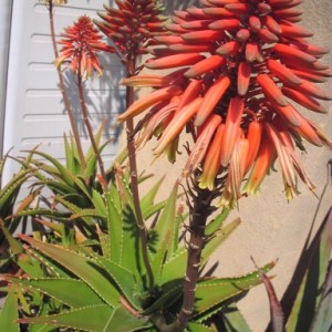 aloe X delaetii (ciliarisxsuccotrina)