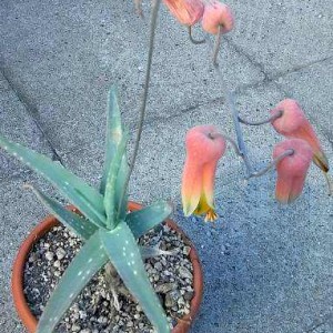 aloe tewoldei