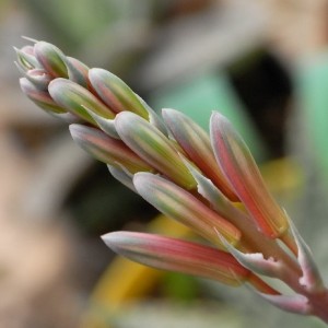 boccio aloe aristata