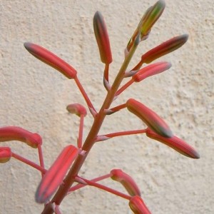 aloe aristata fiore