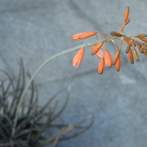 aloe bellatula fiore