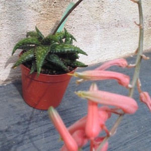 aloe jucunda