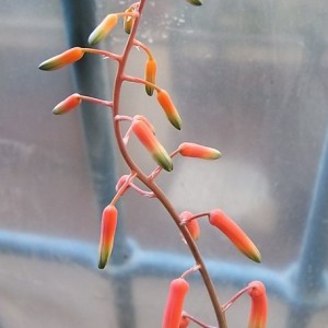 aloe fragilis fiore