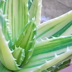 aloe mitriformis variegata