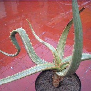 aloe camperi variegata