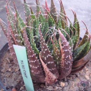 aloe aristata