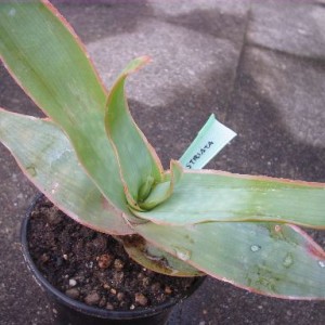 aloe striata