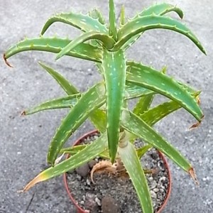 aloe kedongensis