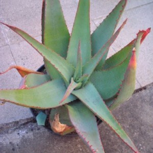 aloe africana