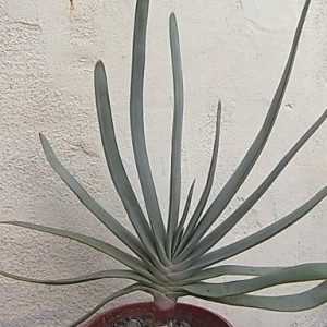 aloe plicatilis