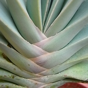 aloe plicatilis  part