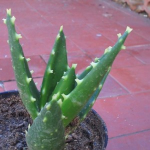 aloe nobilis