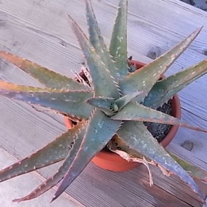 aloe glauca