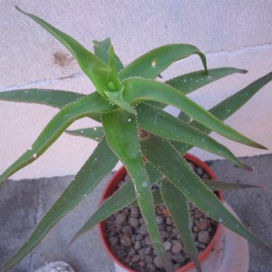 aloe ciliaris