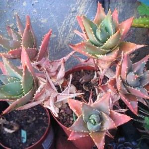 aloe distans