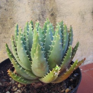 aloe brevifolia