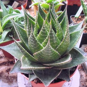 aloe cosmo