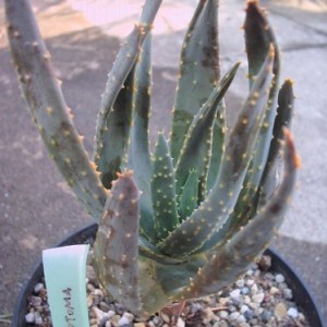 aloe dichotoma