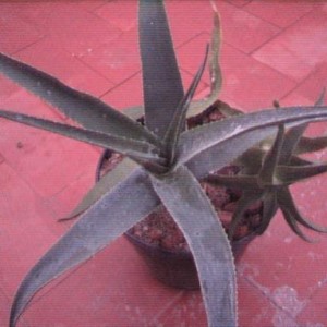 aloe striatula