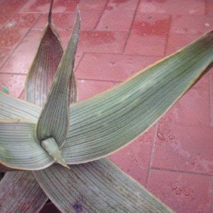 aloe karasbergensis