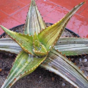 aloe maculata variegata