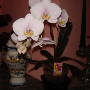 phalenopsis bianca con sfumature viola