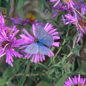 bellissime le farfalle sui settembrini