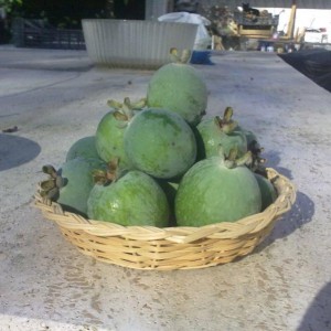 feijoafrutti